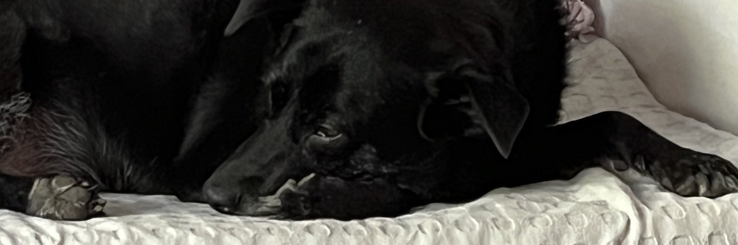 paulaminassian's profile banner image