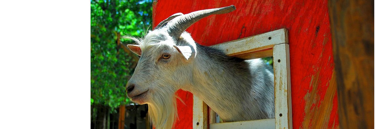 BadGoat2397's profile banner image