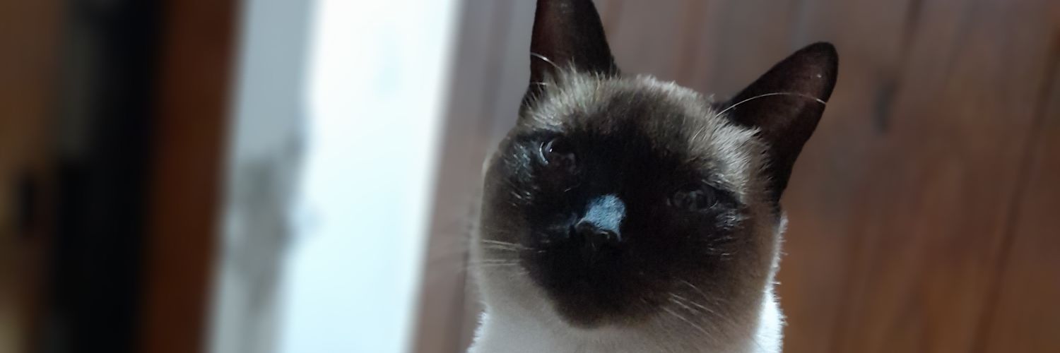 FlaaVillagra's profile banner image
