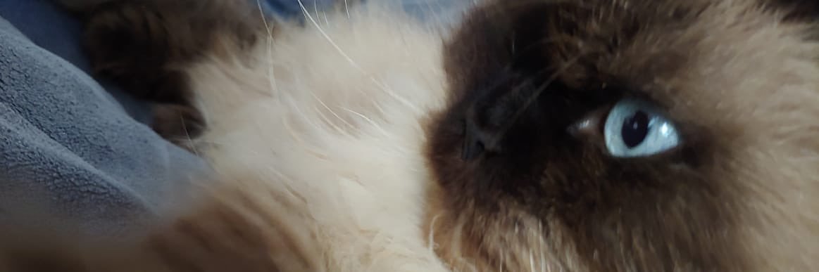 Zendel banner