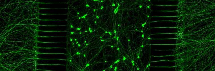 The Thomas Lab banner