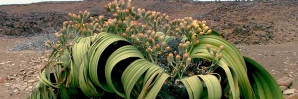 This needle isn't filled with estrogen Scoob.🏳️‍⚧ banner