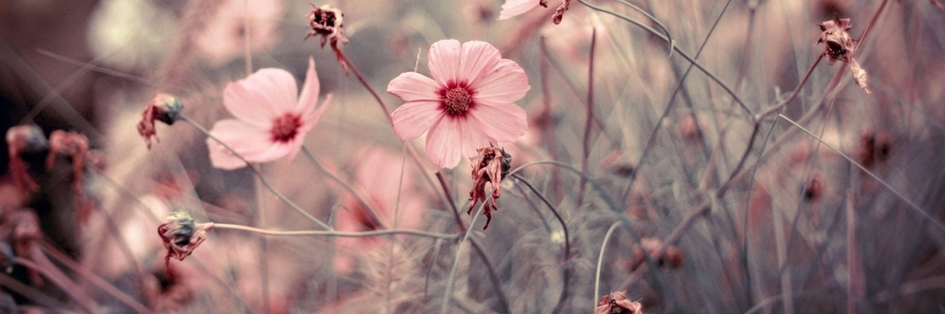 Reem__Ahmed's profile banner image
