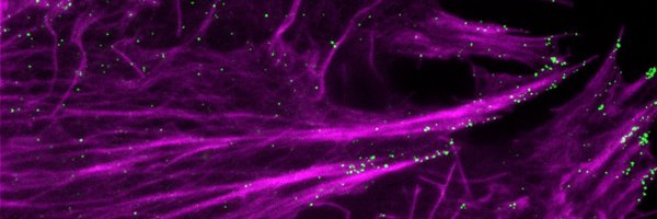 tadastic Profile Banner