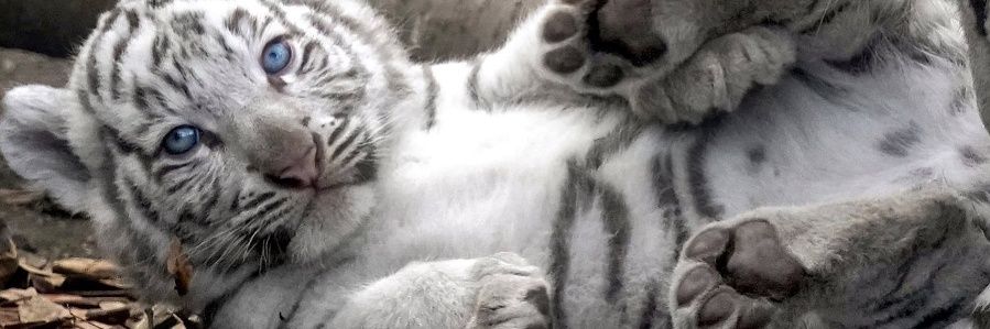 カイネ🐥お取引専用🐥 banner