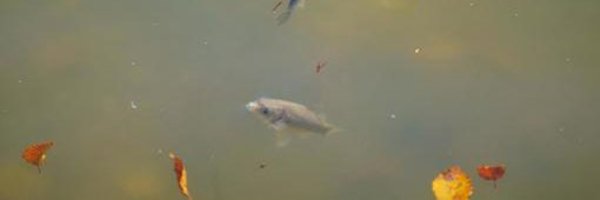 bell__develop Profile Banner