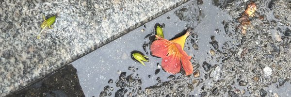 I_lingling_ Profile Banner