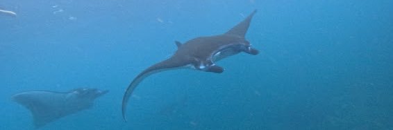 Pascal Marchal banner