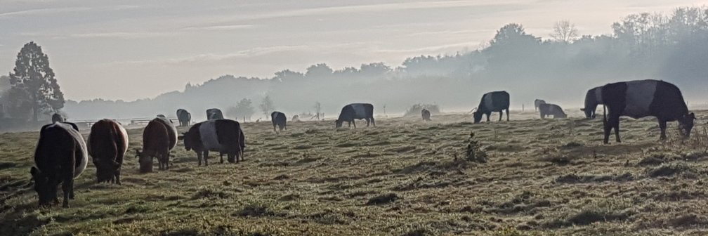 Erkamp 🇳🇱 🇸🇪 banner