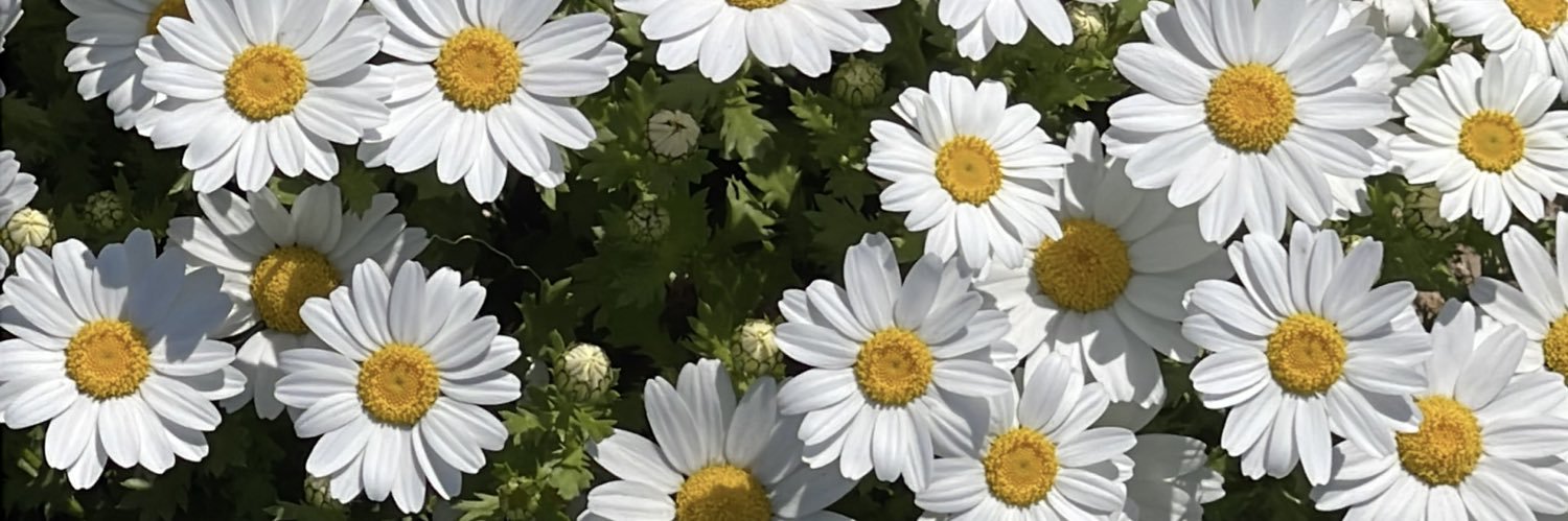 🌷 banner