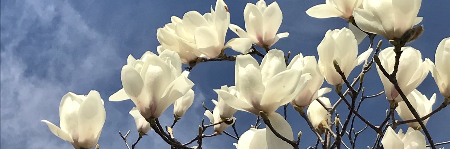 ayateetee's profile banner image