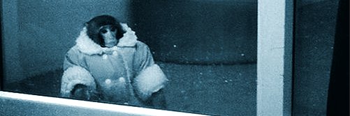 leomontielo's profile banner image