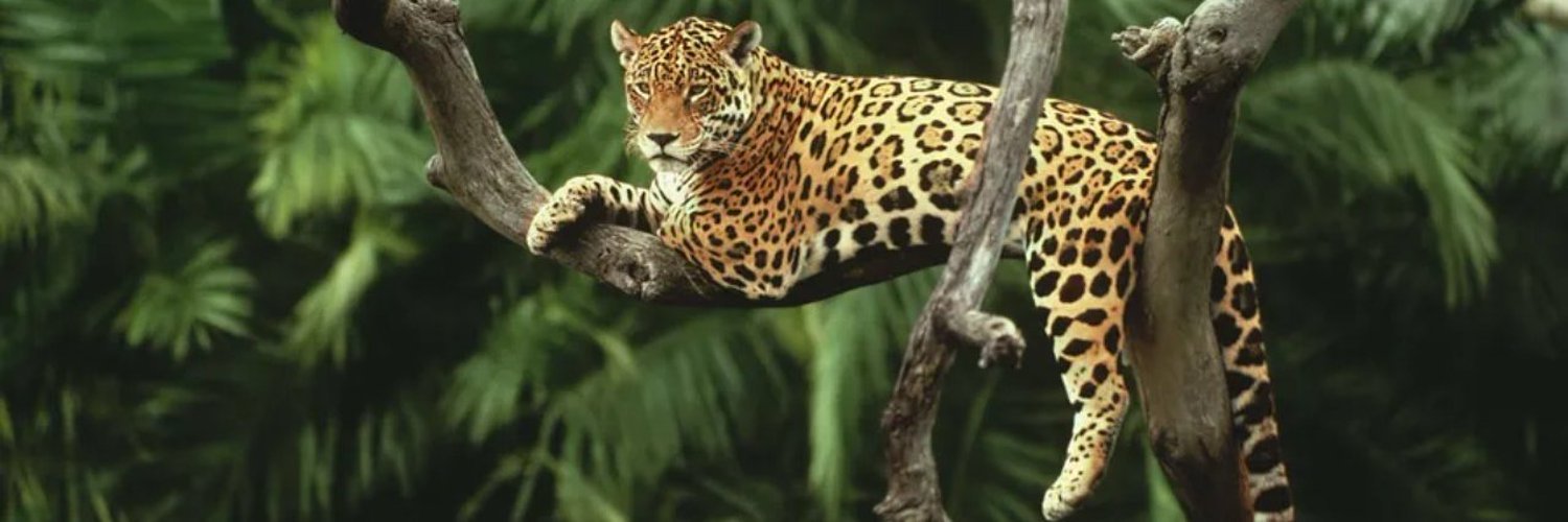 Raphael S. 1️⃣4️⃣ banner