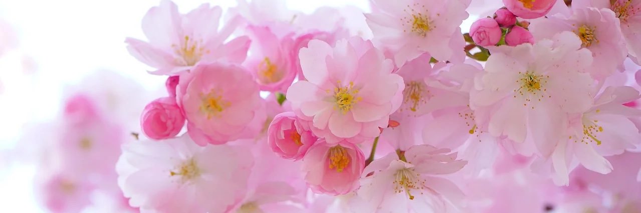 mofu355's profile banner image