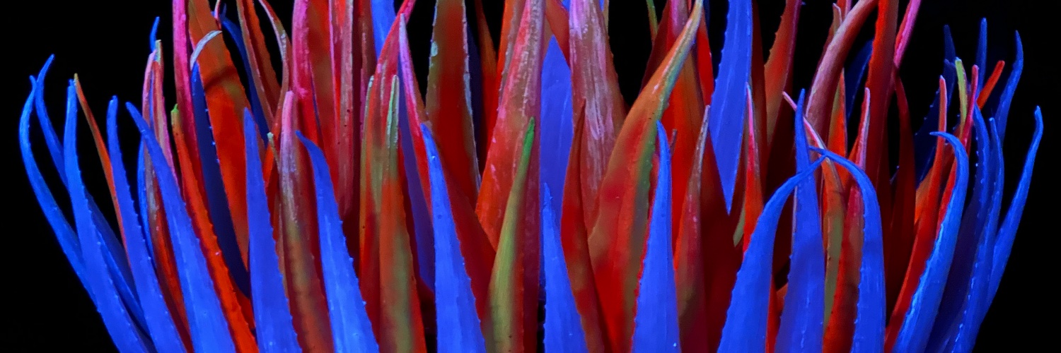 Cristopher Cichocki banner