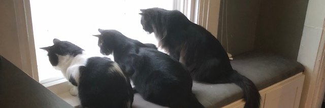 Anthony Hitch, Ph.D. (he/him) banner