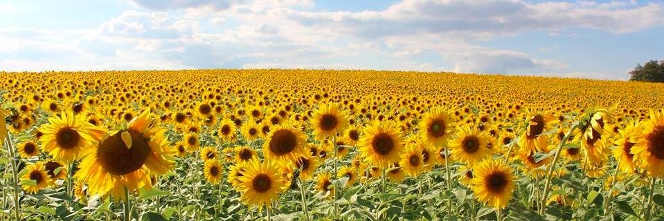 Vince Talbert banner