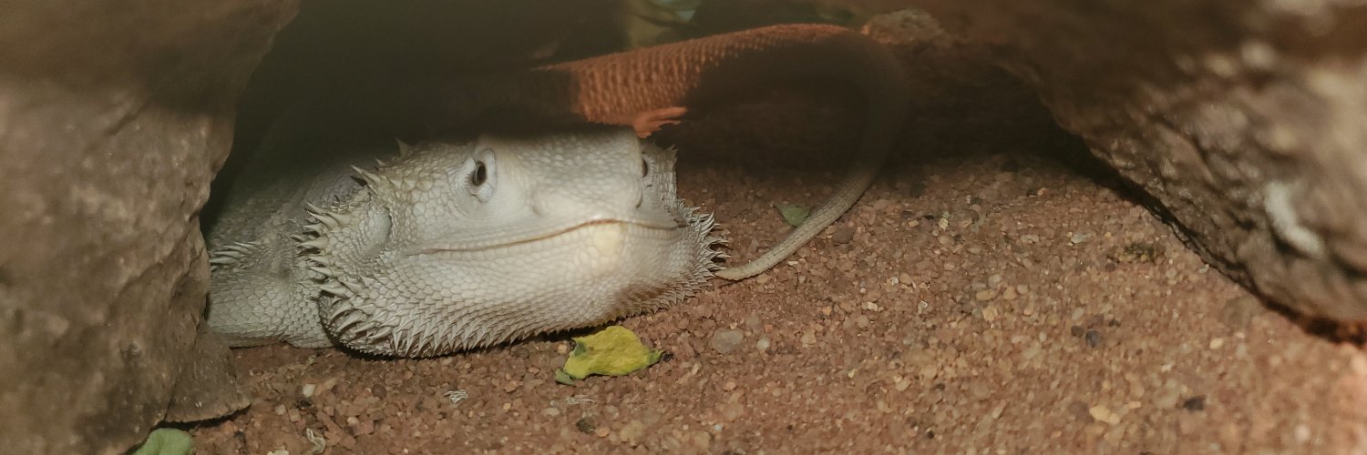 JHackrott's profile banner image
