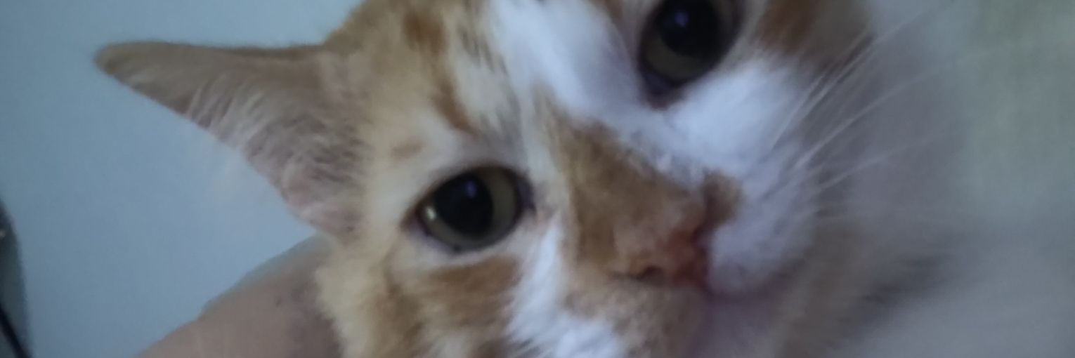 cachinhos dourados🍯 banner