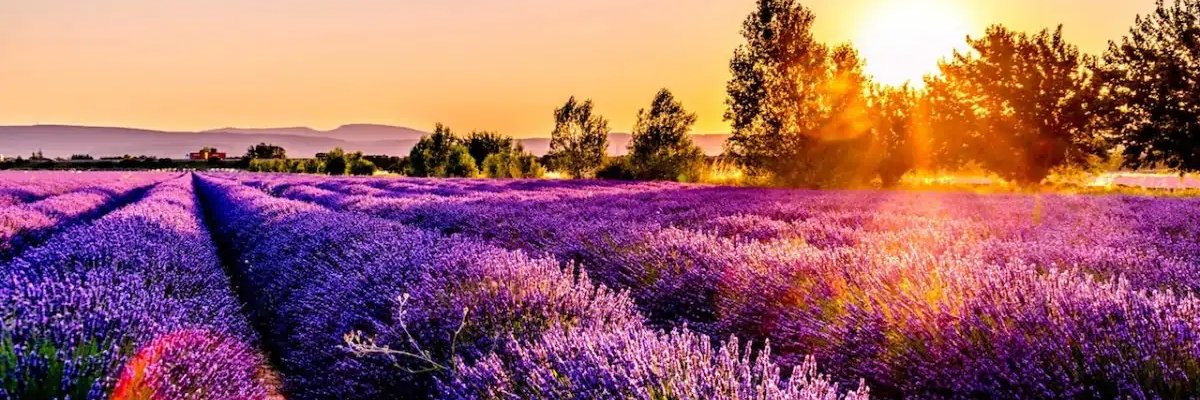 Nicole Yelland banner