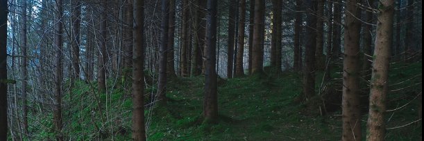 Roadkill banner