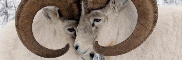 Doodle_bugz1 Profile Banner