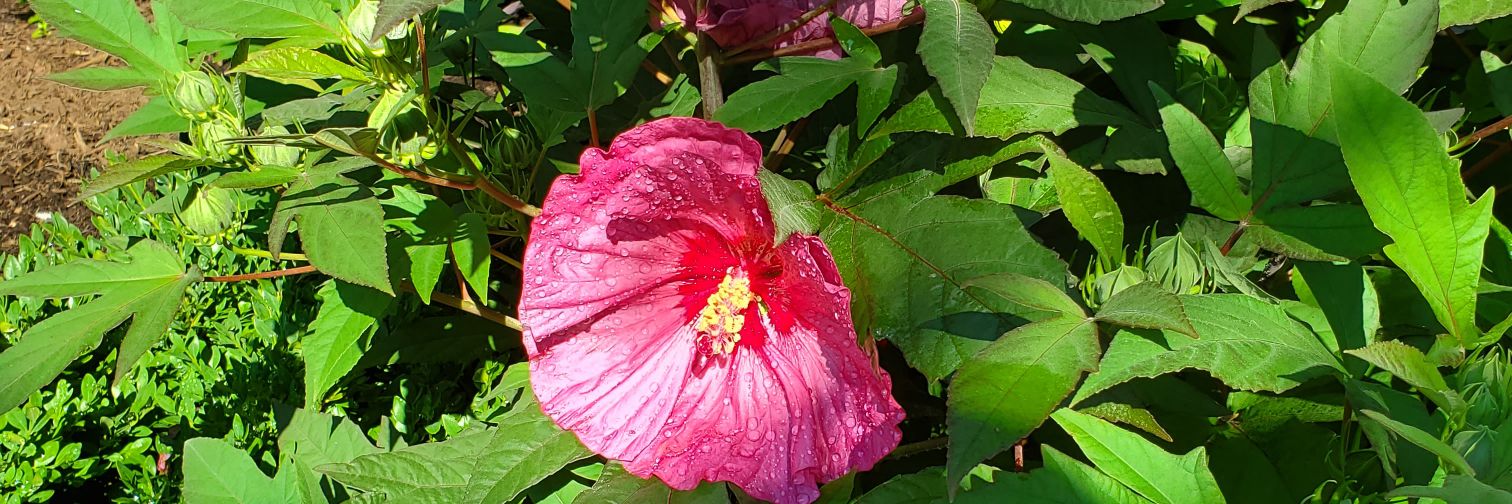 Jen for all lives banner