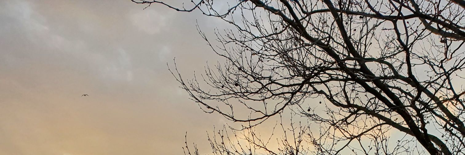 Kot Polityczny banner