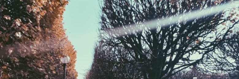 LisaMiceli's profile banner image