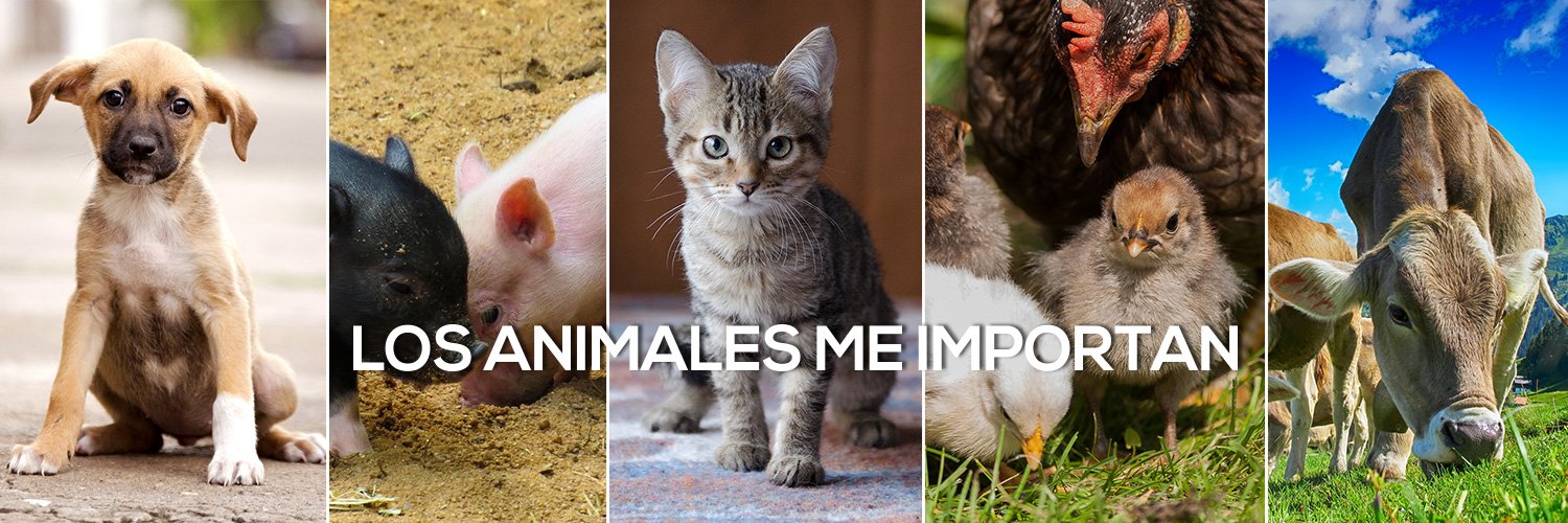 PAEecuador's profile banner image