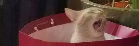 Catboy Benrey Collector banner