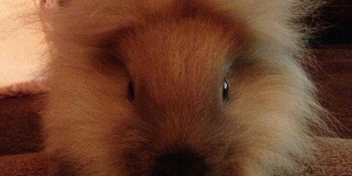 bunnypoops's profile banner image