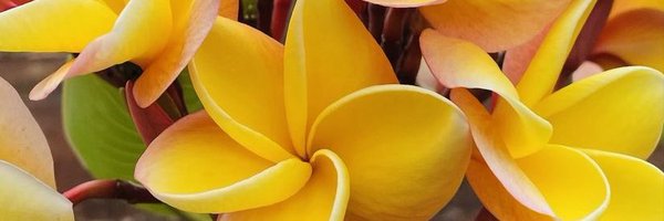 IZMKS44 Profile Banner