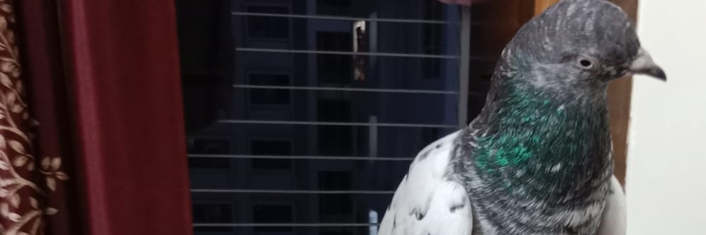 Birds Photography banner