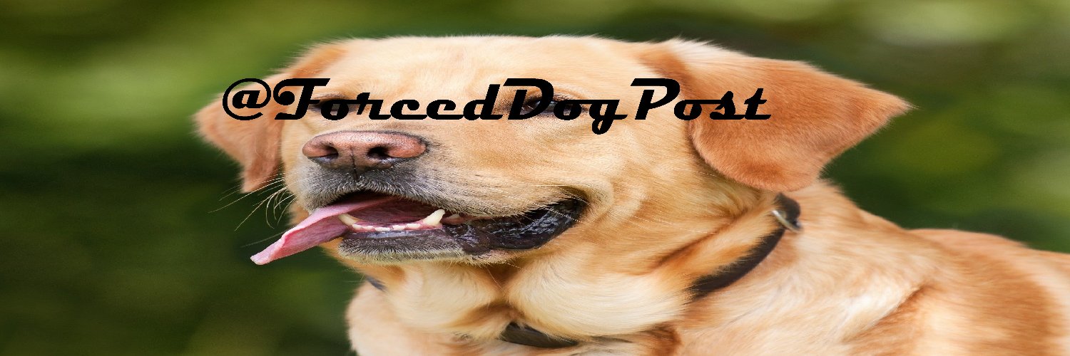 Dogbop banner
