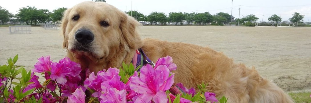 さまのすけ(犬とランニングとアメフトと) banner