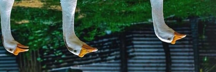 quarlles's profile banner image