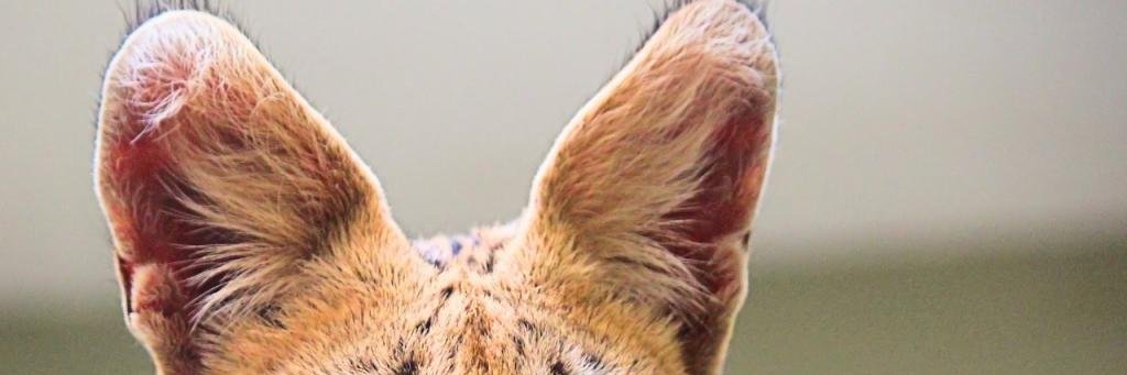 IVM_Trevor's profile banner image