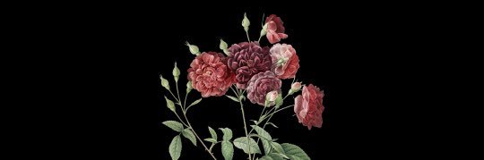 ℋ𝑎𝑛𝑛𝑎ℎ ℋ𝑖𝑙𝑙(seen s2) banner