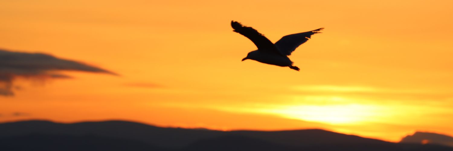 slfx77's profile banner image