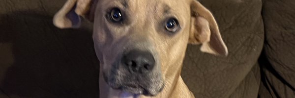 JoshCary Profile Banner