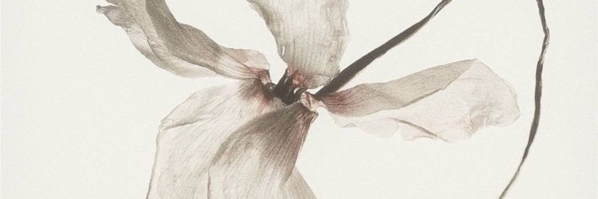audrineala's profile banner image