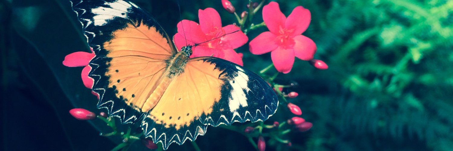 TiffanyJoAllen's profile banner image