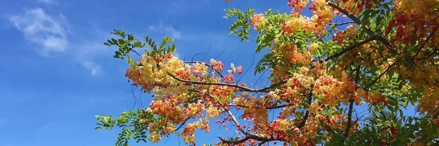 mail2paradise's profile banner image