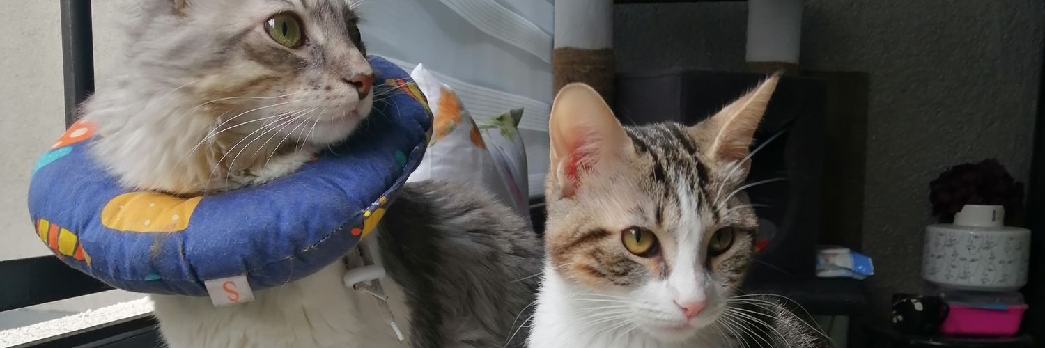 Maiifran's profile banner image