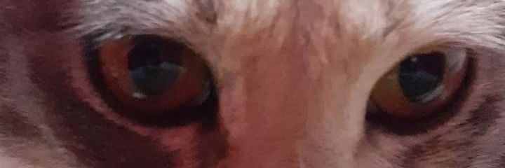 marjo banner