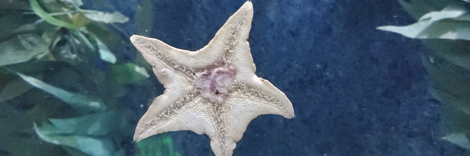 Danny🇺🇸🇲🇽 banner