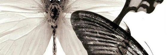 ⋆˚࿔ shal 𝜗𝜚˚⋆ banner