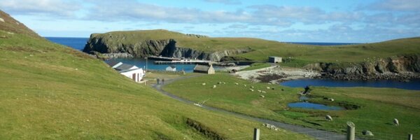 sillybustard Profile Banner