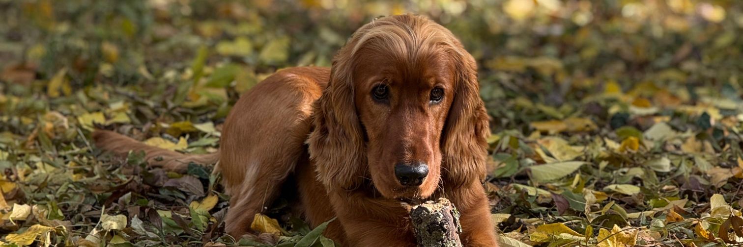 Simba the cocker banner